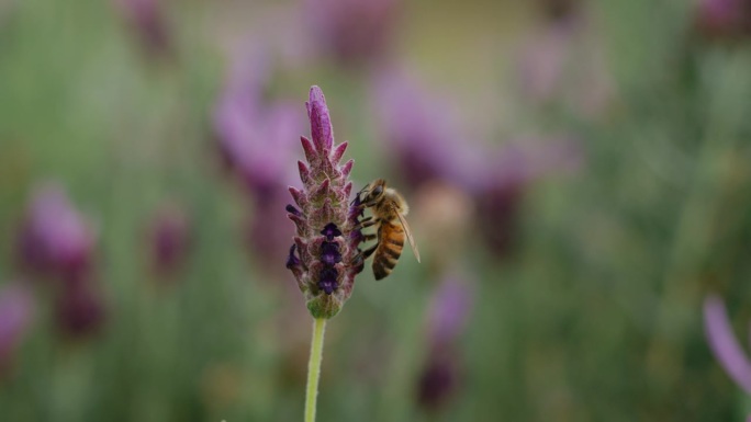 慢动作的蜜蜂微距实拍特写展示黄蜂