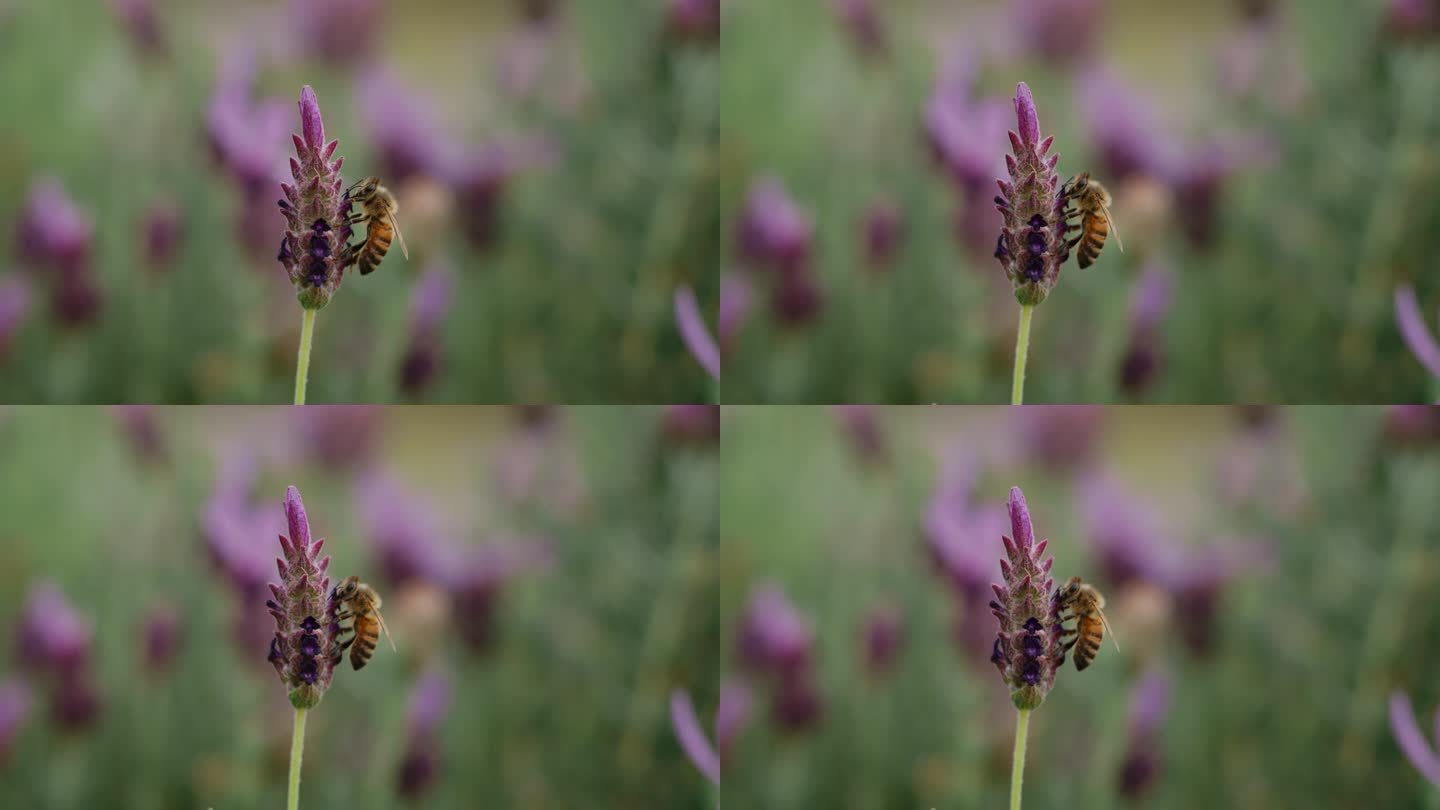 慢动作的蜜蜂微距实拍特写展示黄蜂