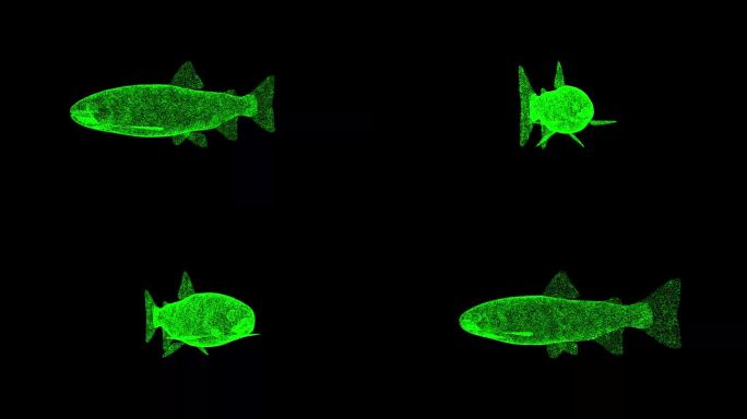 鱼在黑色bg上旋转。商业广告背景。用于标题，文本，演示。3d动画60 FPS。
