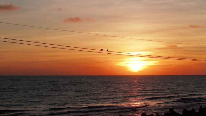 鸟儿坐在电线上夕阳黄昏晚霞电线杆上的鸟视