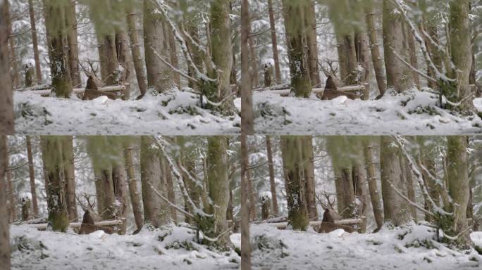 鹿站在白雪皑皑的森林里