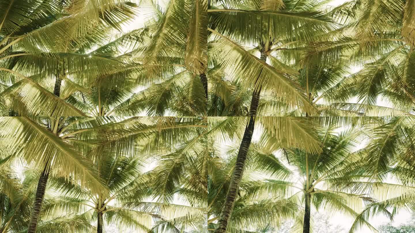 从下往上看椰树。驾驶街道两旁的棕榈树抬头望着摄像机万向节拍摄。