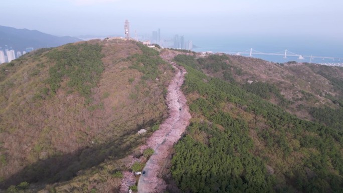 亚洲韩国釜山黄灵山樱花路