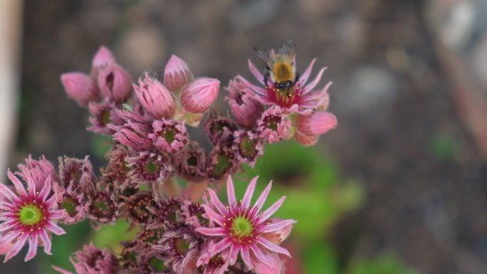 开花的多肉植物。洋红色仙人掌与蜜蜂。花的背景。长生不老花粉色花朵的特写。与蜜蜂一起盛开的令人惊叹的家