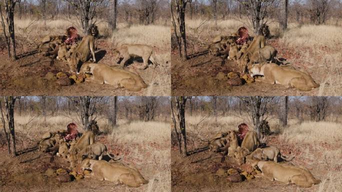 特写镜头。一小群狮子正在捕食猎物