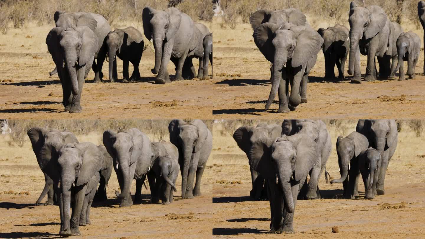 特写镜头。一群正在繁殖的大象走出灌木丛，走向水坑喝水