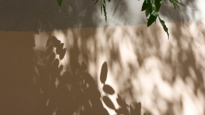 树叶随风摇曳的影子映在墙上