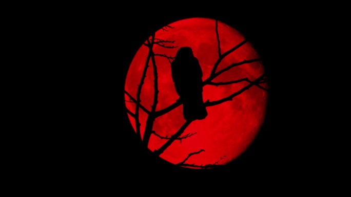 红月前鸟飞枝血月暗夜枝头