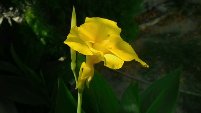 黄色铸铁花和一个芽。蜘蛛草或酒吧室植物开花。