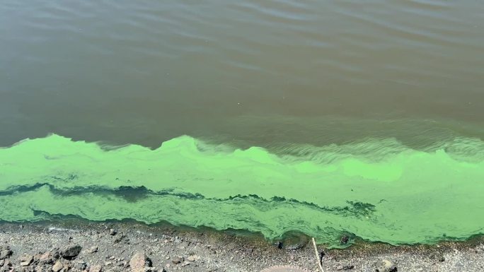 水体表面有强烈的绿色污染。