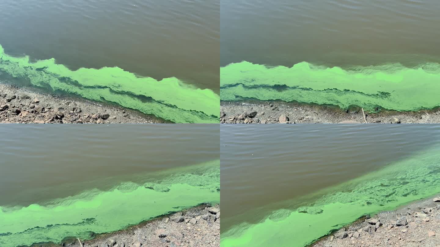 水体表面有强烈的绿色污染。