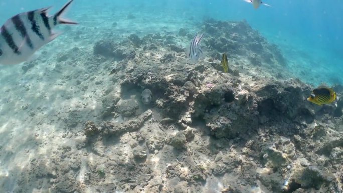 异国情调的海底世界与河豚(takifugu)与其他美丽的鱼类在红海。视频
