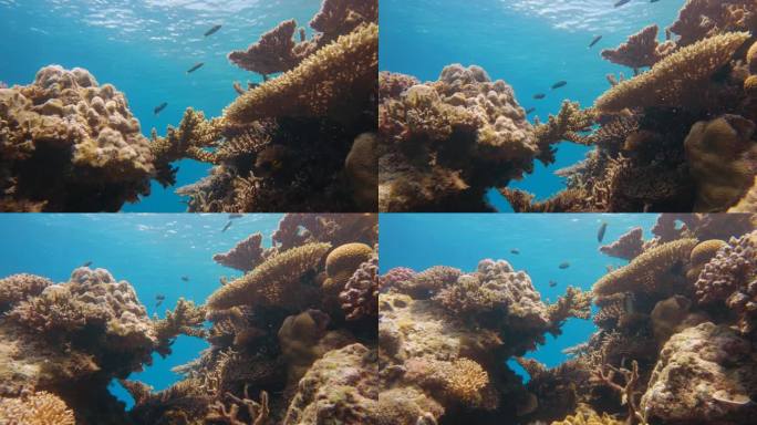 在阳光明媚的日子里，将相机从清澈的海水中复杂而美丽的珊瑚礁上移开的电影镜头，4K, Slomo