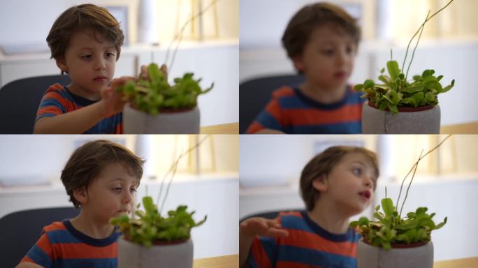 观察食肉植物的孩子。一个小男孩抚摸着一种奇特的植物，这种植物会捕食昆虫
