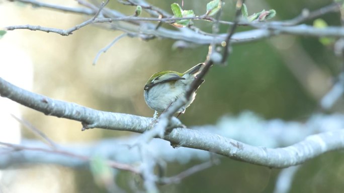 一个春天的晚上，小火鸟在爱沙尼亚的北方森林里唱着歌飞走了