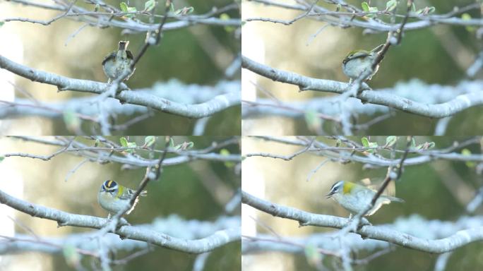 一个春天的晚上，小火鸟在爱沙尼亚的北方森林里唱着歌飞走了