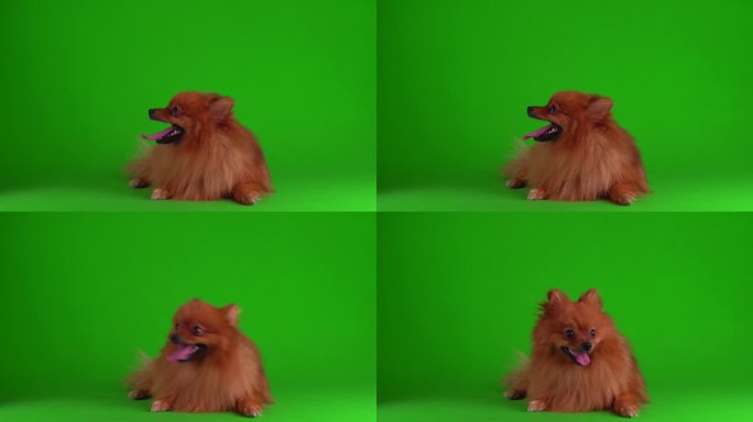 绿色背景4K视频屏幕上的斯皮兹狗。