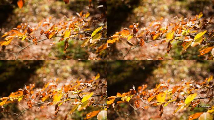 秋天树枝和树叶的特写