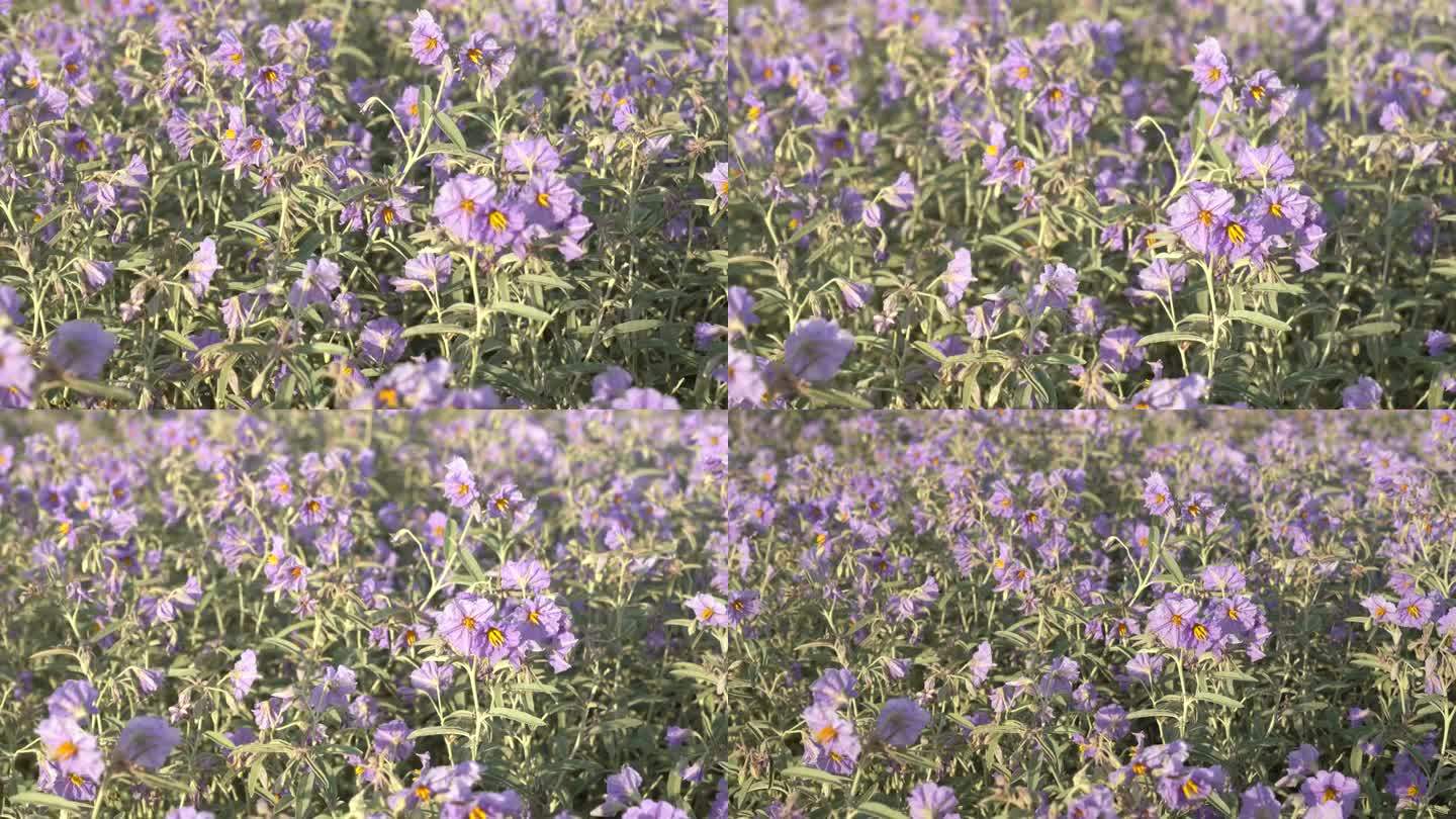 龙葵橄榄入侵了紫色的花神