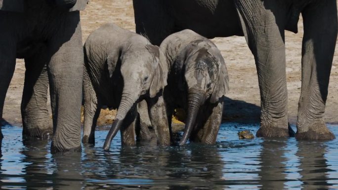 特写镜头。两只可爱的小象站在它们的妈妈旁边，在水坑边喝水