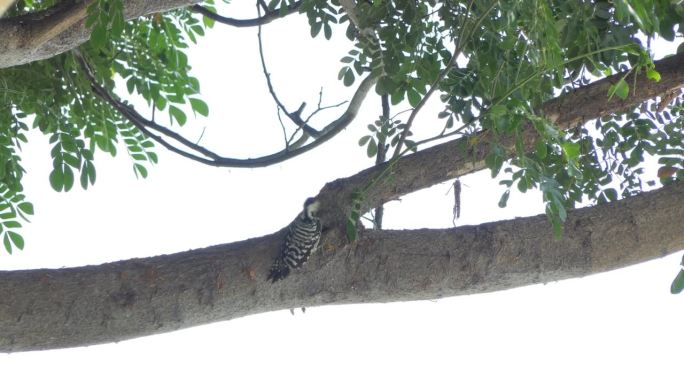 热带雨林中的斑胸啄木鸟。