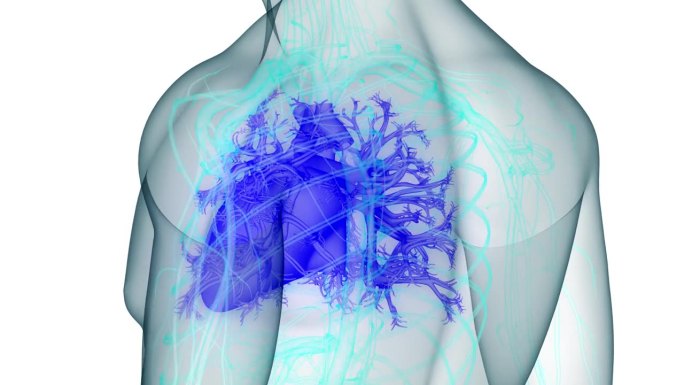 人体循环系统心脏解剖动画概念