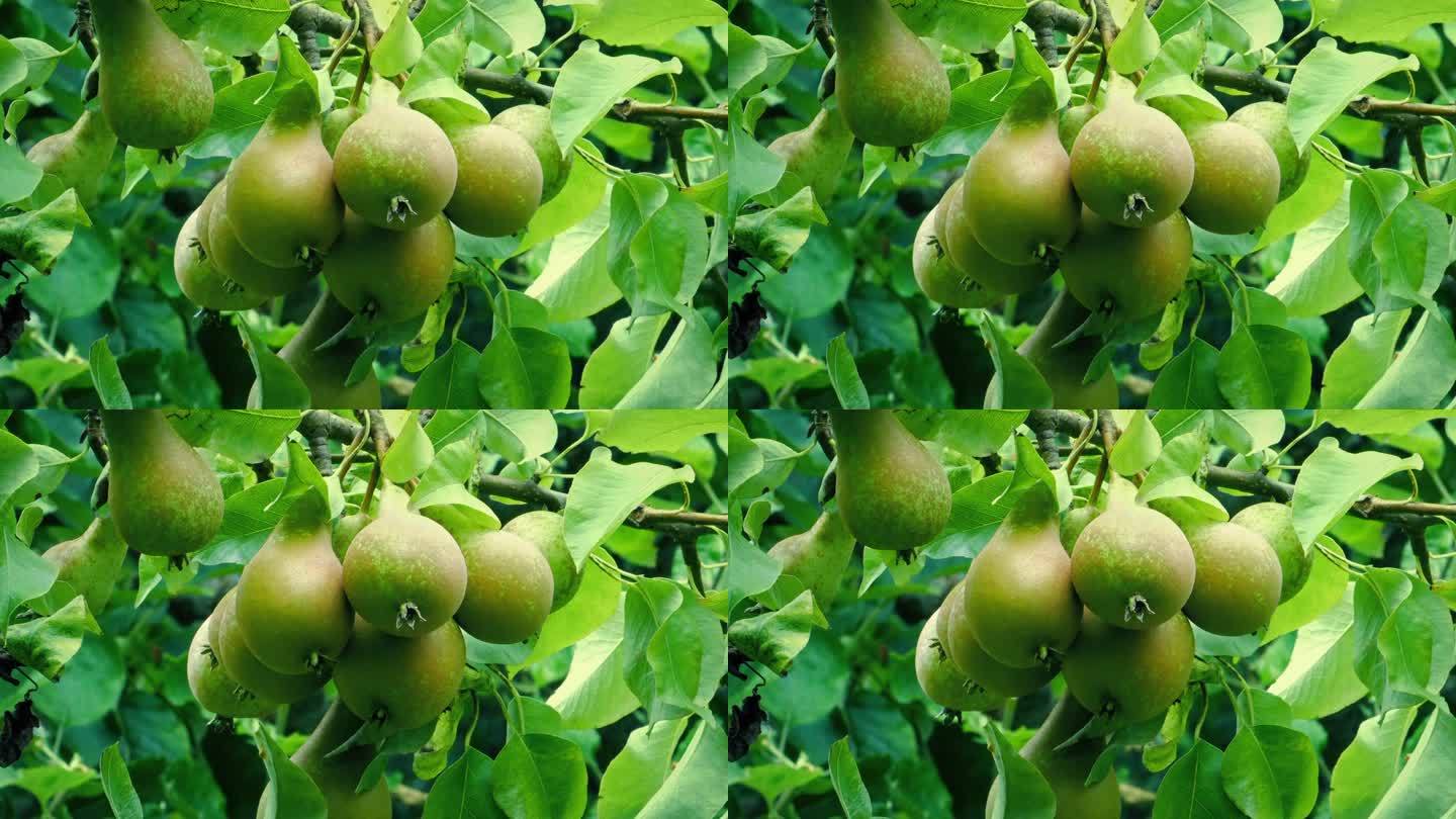 梨子长在树上特写梨子高清