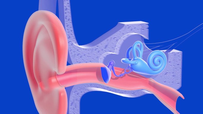 内耳解剖的三维插图，在蓝色背景上的两幅图像。