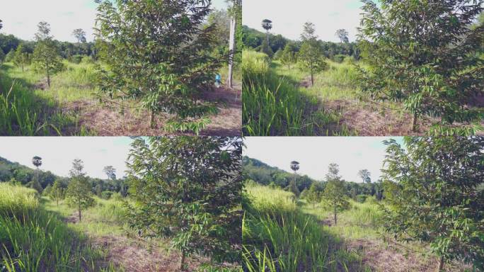 种植榴莲树:丰收季节，亚洲农业，泰国风景榴莲种植园。