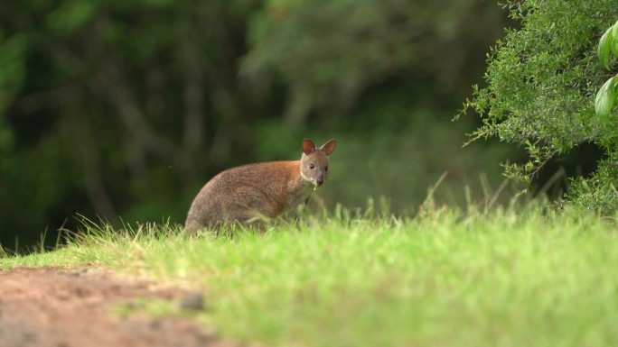 生活在森林里的有袋动物，产于澳大利亚东部沿海地区，在昆士兰东南部和新南威尔士州之间。比袋鼠和小袋鼠小
