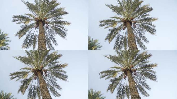 巴林沙漠绿洲中心的一棵大棕榈树