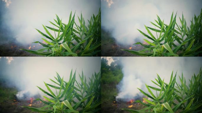自然界中燃烧的火发慌篝火石火野外竹林