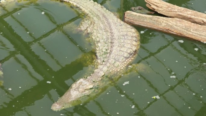 鳄鱼在水里移动