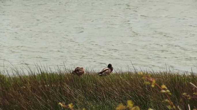 河口岸边的公鸭和母鸭