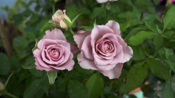 马特山玫瑰，淡紫色花瓣，法国植物品种，