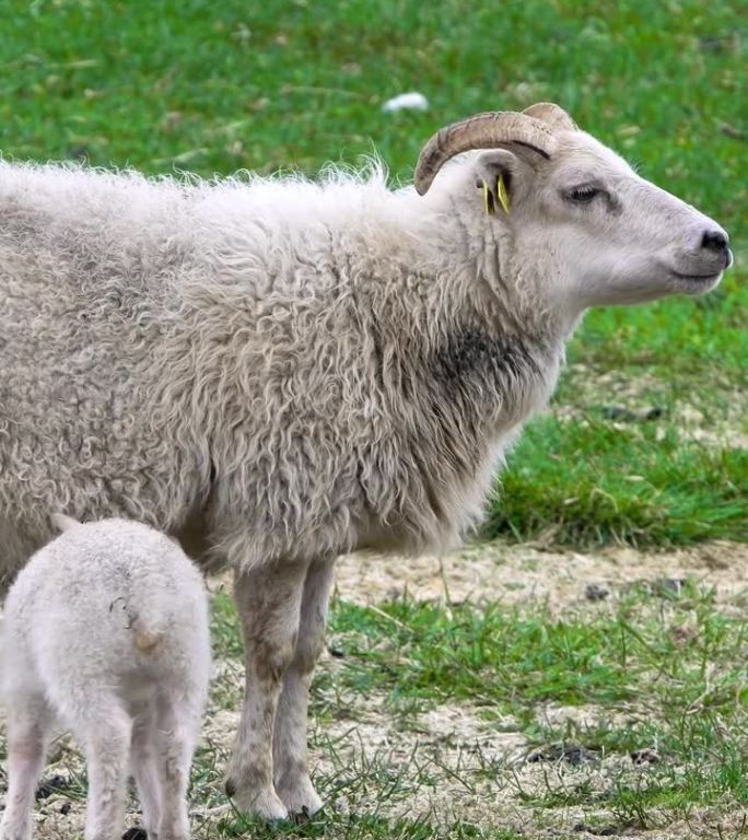 垂直画面:夏天，牧场上的一群羊，可爱的小羊在山间的绿色草地上吃草。有机羊毛和肉类生产。为社交媒体拍摄