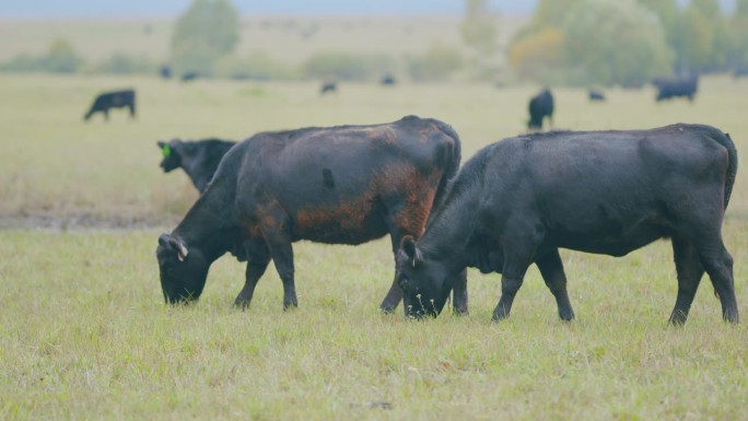 牛在草地上吃草。安格斯牛在草地上乱窜。黑色安格斯牛。有选择性的重点。