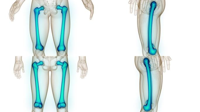 人体骨骼系统大腿骨关节解剖动画概念