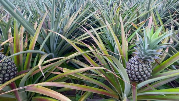 从农场到工厂:菠萝收获和食品生产|迷人的摄像
