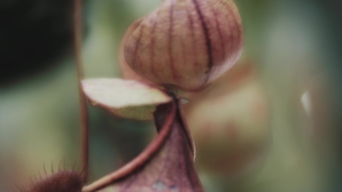 壶腹黑魔法植物