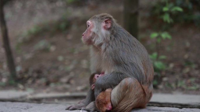 野生猴子肖像野生猴子动物世界生物多样性
