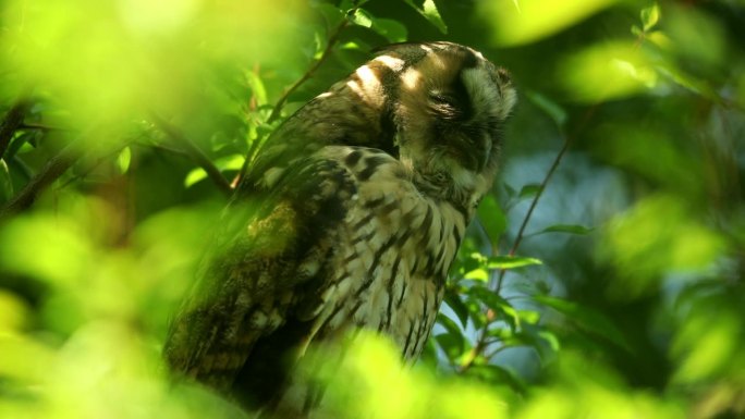 小长耳猫头鹰(Asio otus)在树冠深处浓密的树枝上挠痒的生长羽毛的特写视频。