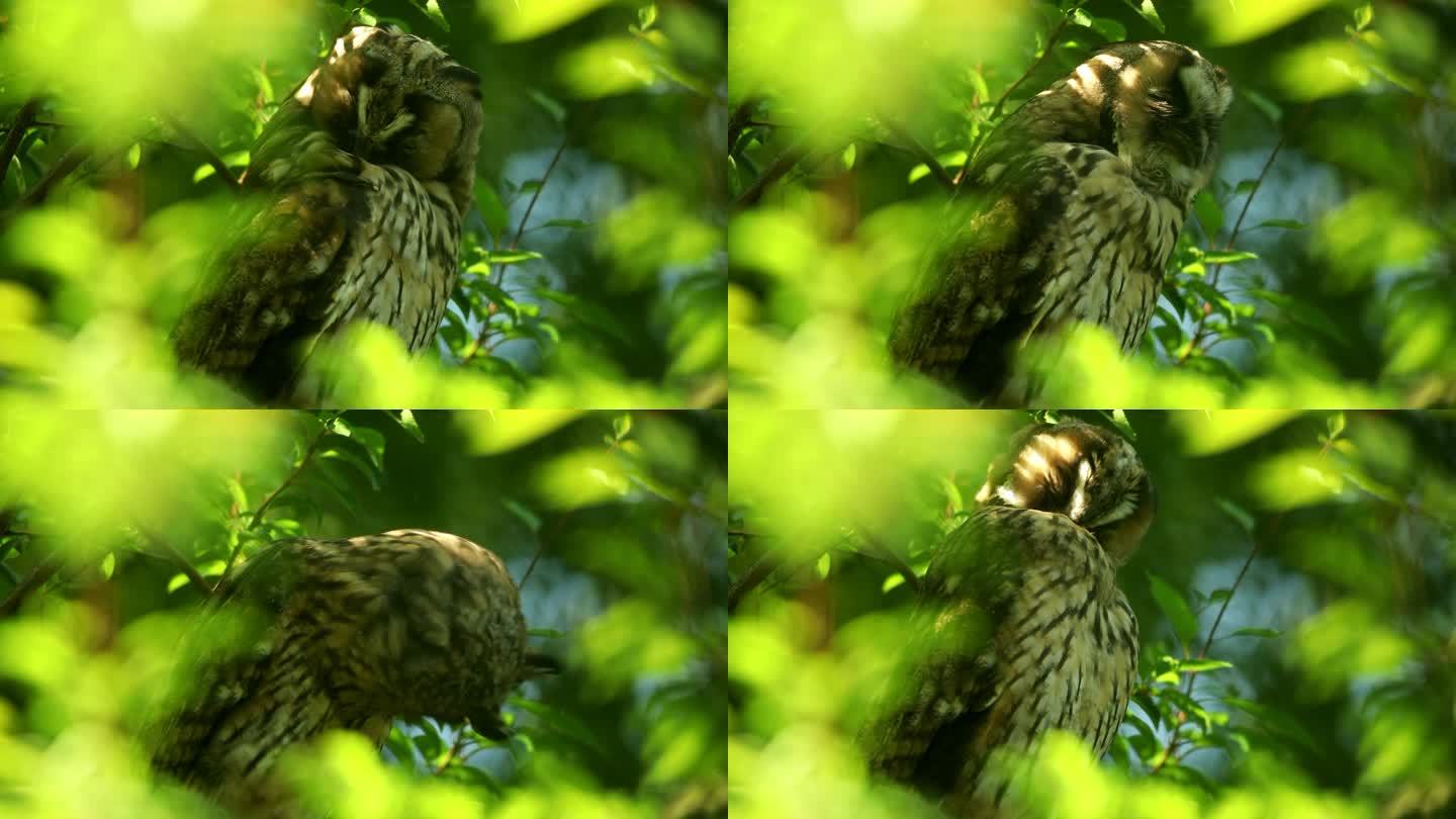 小长耳猫头鹰(Asio otus)在树冠深处浓密的树枝上挠痒的生长羽毛的特写视频。