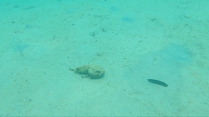 礁石鱼躺在沙质海底水下视频哥伦比亚加勒比海