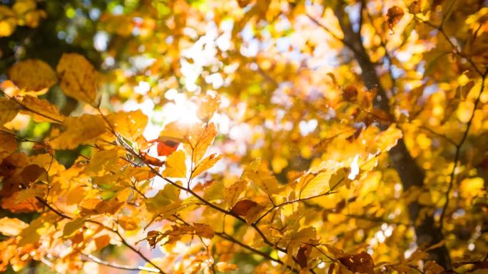 金色的秋叶落在阳光明媚的宁静的森林里