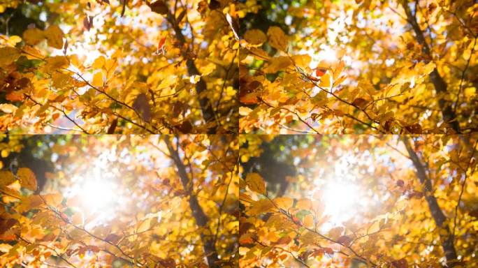 金色的秋叶落在阳光明媚的宁静的森林里