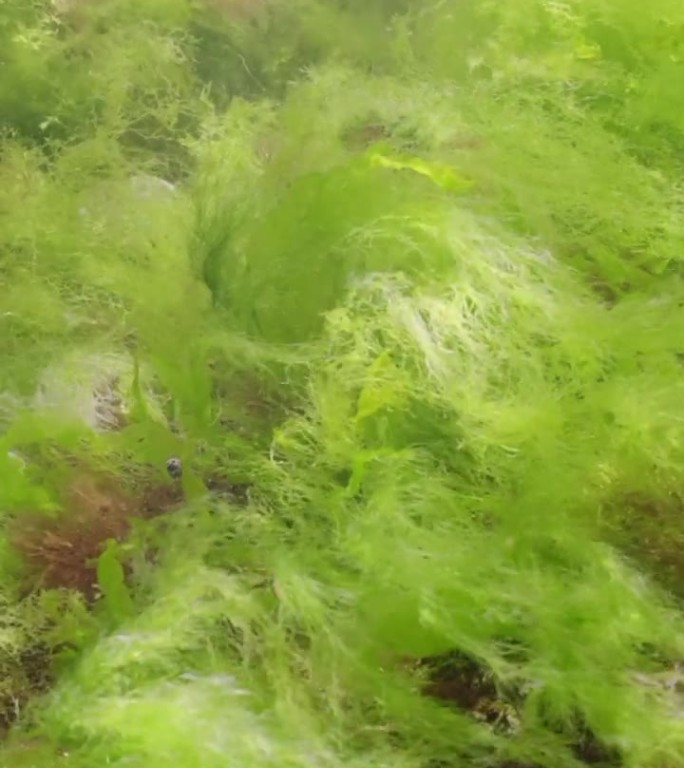 岩礁上覆盖着水藻，慢镜头