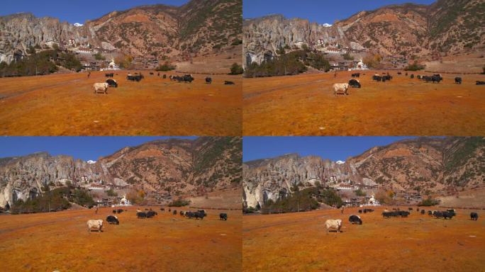 近距离观察公牛、牲畜和农民在高喜马拉雅山脉的巴拉卡村老房子定居点。直达区。北尼泊尔文化概念。