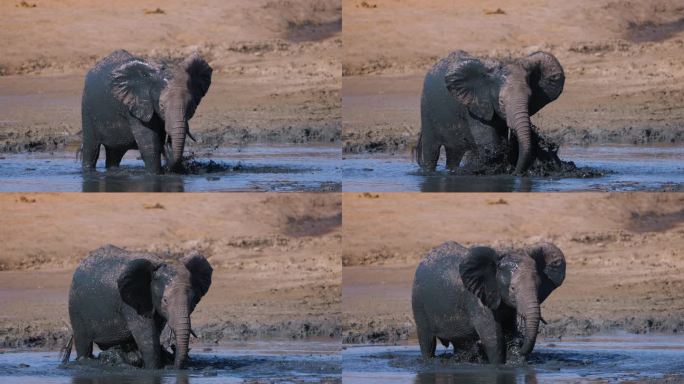 慢动作特写前视图。大象在水坑边往自己身上喷泥巴