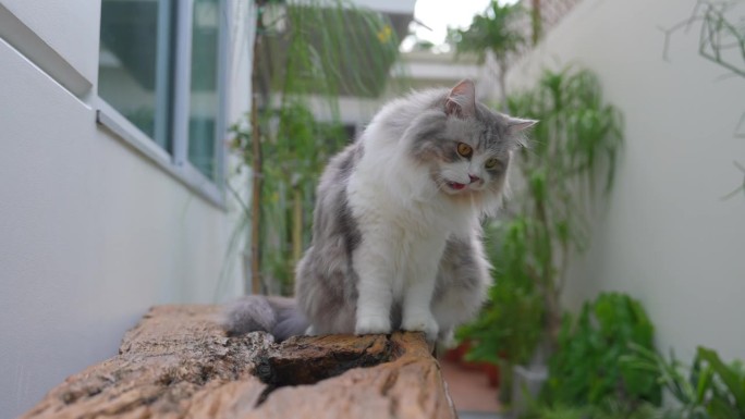 西伯利亚猫在花园后院玩耍